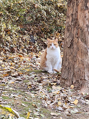 우리동네 고양이