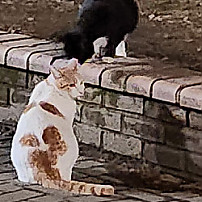 우리동네 고양이 친구