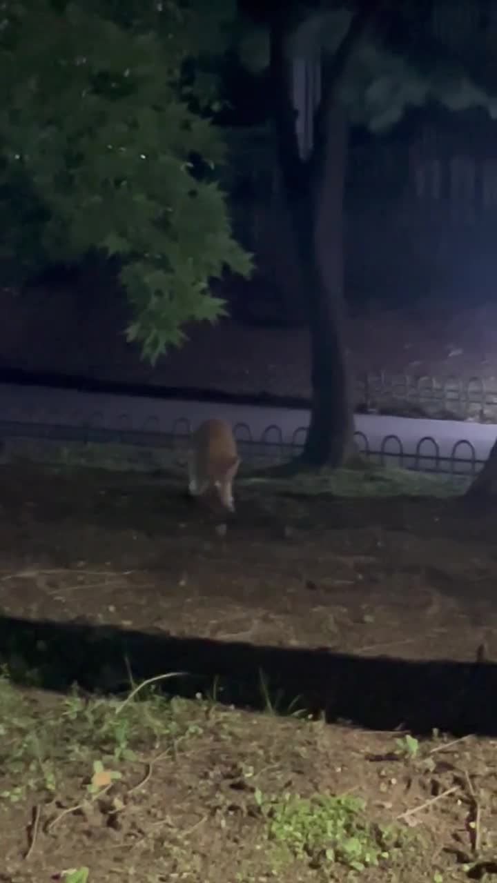 비디오 썸네일